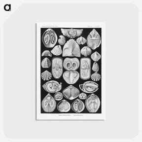 2-50_Ernst-Haeckel_postcard