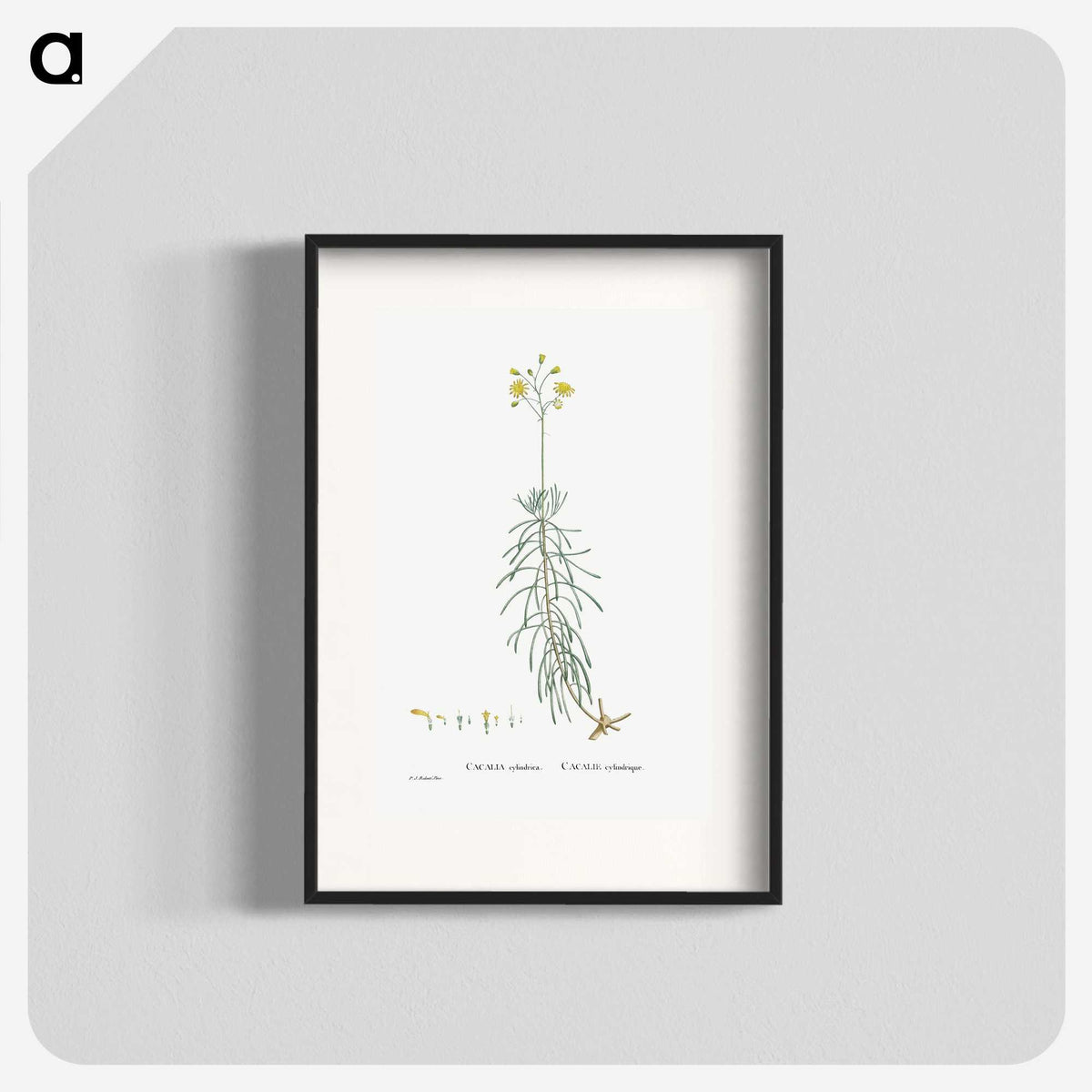 2-50_Histoire-des-Plantes-Grasses_blk