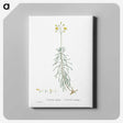 2-50_Histoire-des-Plantes-Grasses_canvas