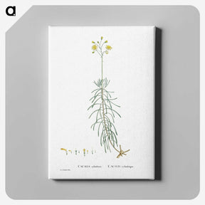 2-50_Histoire-des-Plantes-Grasses_canvas