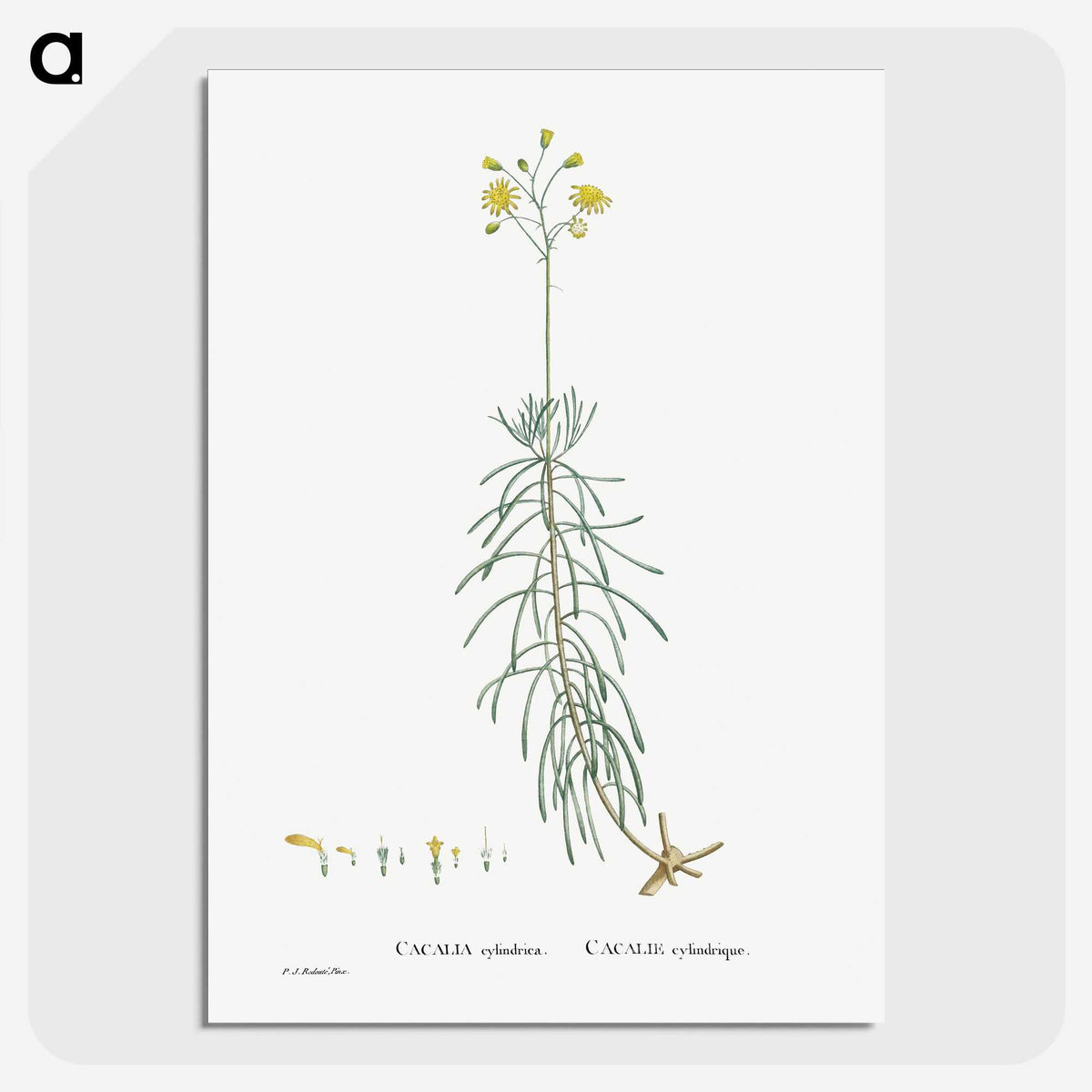 2-50_Histoire-des-Plantes-Grasses_picture-crop