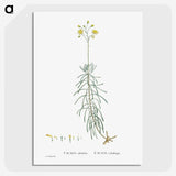 2-50_Histoire-des-Plantes-Grasses_picture-crop