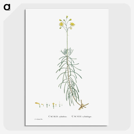 2-50_Histoire-des-Plantes-Grasses_picture-crop