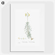 2-50_Histoire-des-Plantes-Grasses_picture