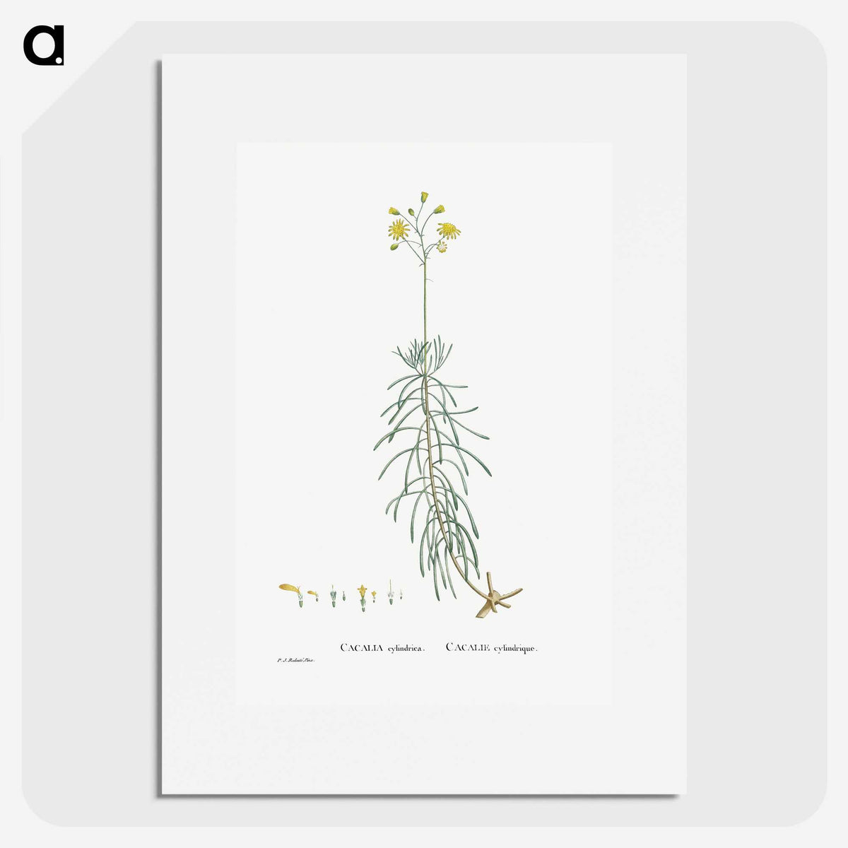 2-50_Histoire-des-Plantes-Grasses_picture