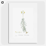 2-50_Histoire-des-Plantes-Grasses_picture
