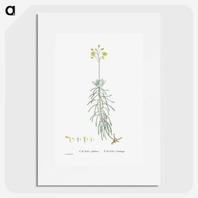 2-50_Histoire-des-Plantes-Grasses_picture