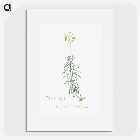 2-50_Histoire-des-Plantes-Grasses_picture
