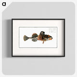 2-50_Ichtyologie-ou-Histoire-naturelle_blk
