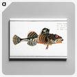 2-50_Ichtyologie-ou-Histoire-naturelle_canvas