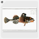 2-50_Ichtyologie-ou-Histoire-naturelle_picture-crop