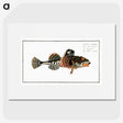 2-50_Ichtyologie-ou-Histoire-naturelle_picture
