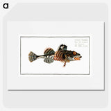 2-50_Ichtyologie-ou-Histoire-naturelle_picture