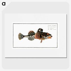 2-50_Ichtyologie-ou-Histoire-naturelle_picture