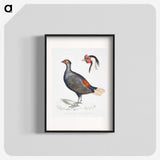 2-50_Indian-Zoology_blk