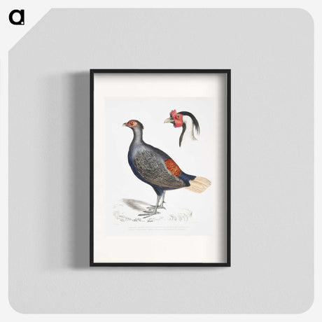 2-50_Indian-Zoology_blk