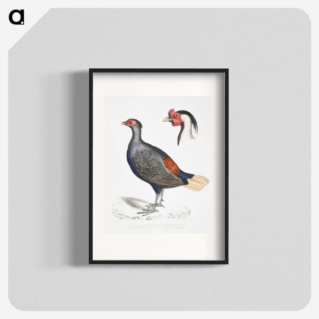 2-50_Indian-Zoology_blk