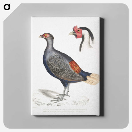 2-50_Indian-Zoology_canvas