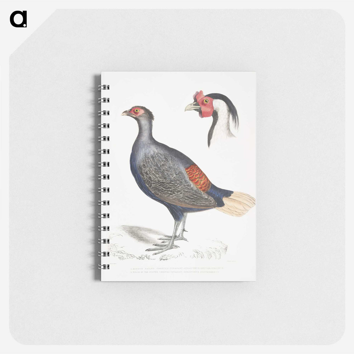 2-50_Indian-Zoology_memo