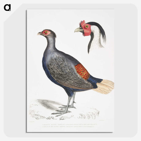 2-50_Indian-Zoology_picture-crop