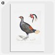 2-50_Indian-Zoology_picture