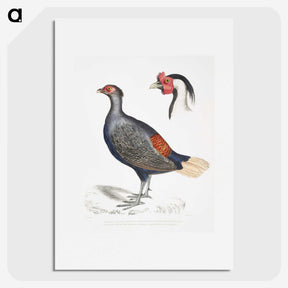 2-50_Indian-Zoology_picture