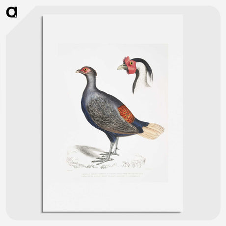2-50_Indian-Zoology_picture