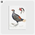 2-50_Indian-Zoology_postcard