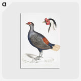 2-50_Indian-Zoology_postcard