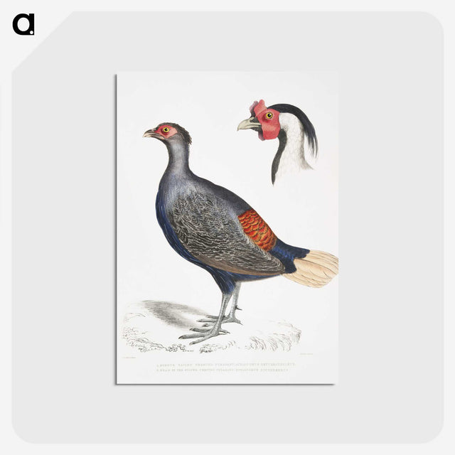 2-50_Indian-Zoology_postcard