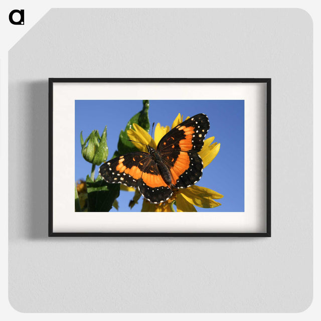 2-50_Insects-Unlocked-Project_blk