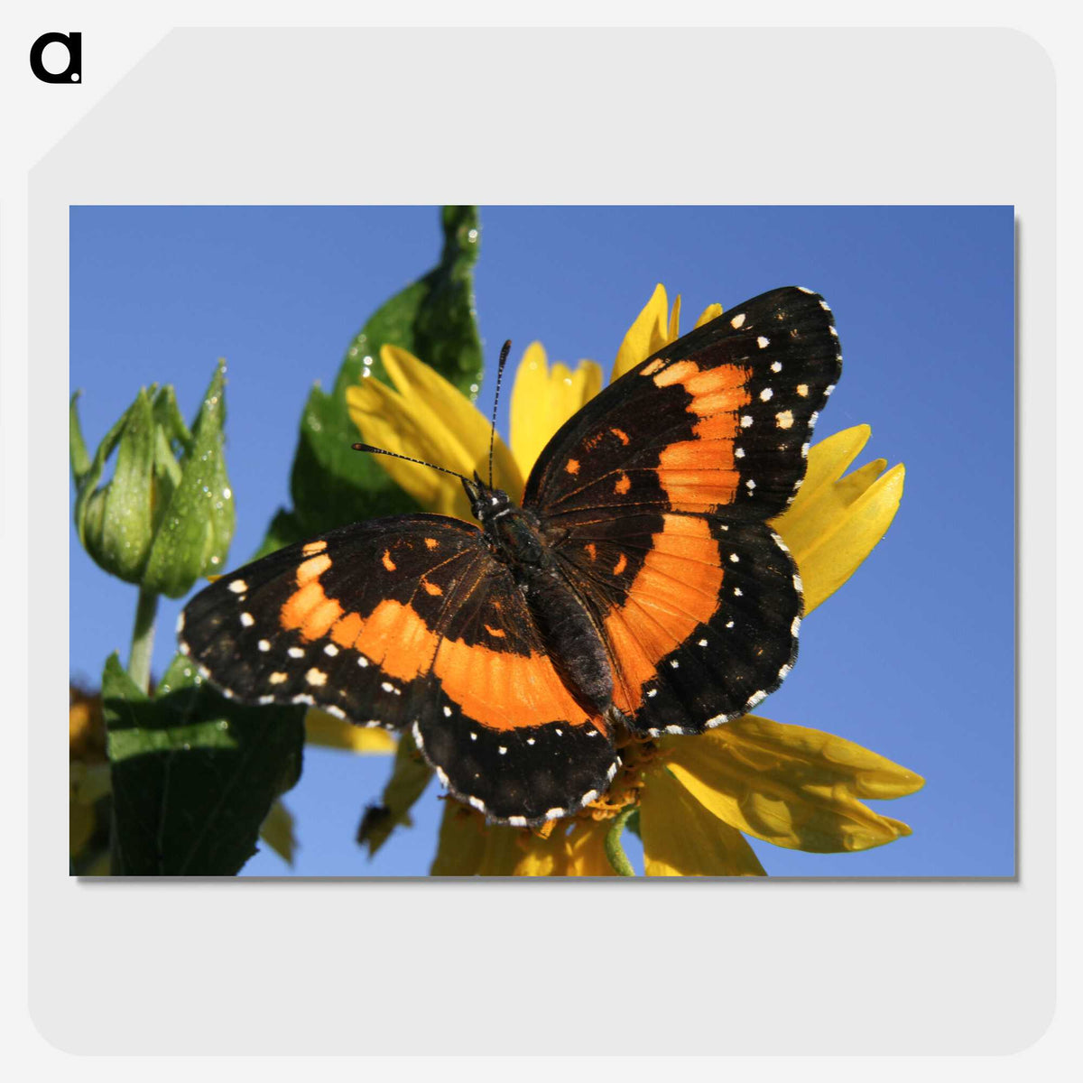 2-50_Insects-Unlocked-Project_picture-crop