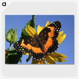 2-50_Insects-Unlocked-Project_picture-crop