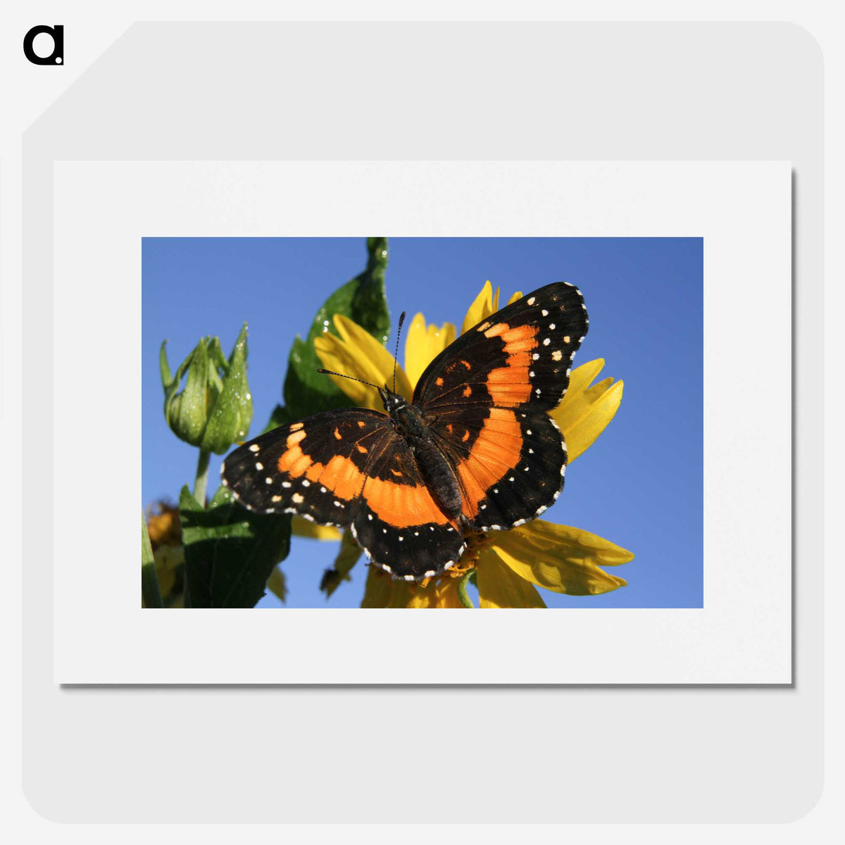 2-50_Insects-Unlocked-Project_picture