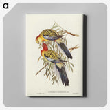 2-50_John-Gould_canvas