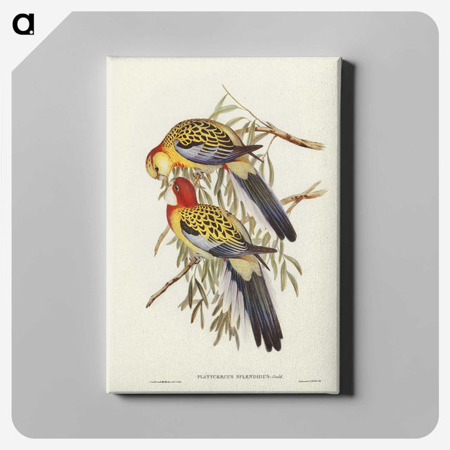 2-50_John-Gould_canvas