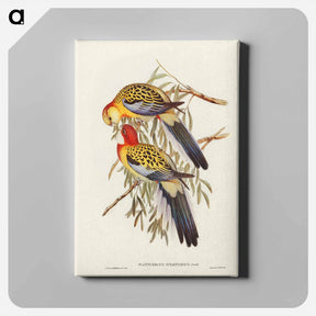 アートパネル-Splendid Parakeet
 - ジョン グールド Canvas.