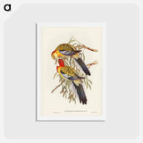 アートポストカード-Splendid Parakeet
 - ジョン グールド Postcard.