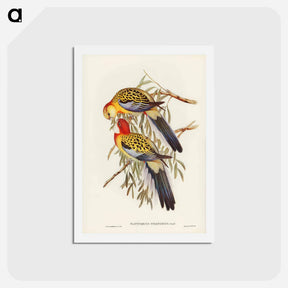 アートポストカード-Splendid Parakeet
 - ジョン グールド Postcard.