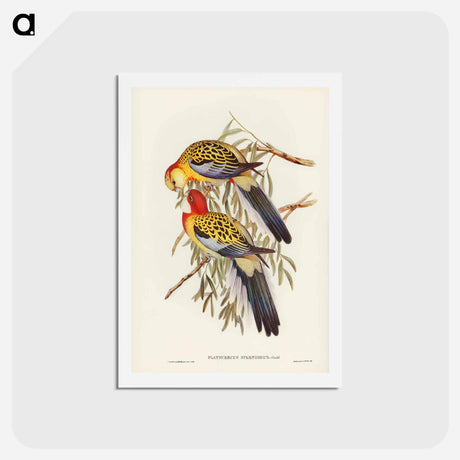 アートポストカード-Splendid Parakeet
 - ジョン グールド Postcard.