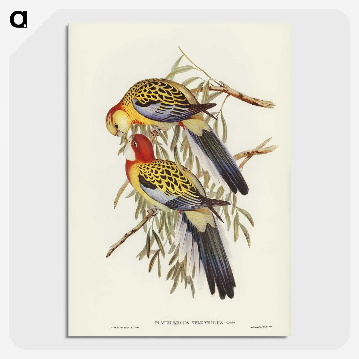 2-50_John-Gould_picture-crop