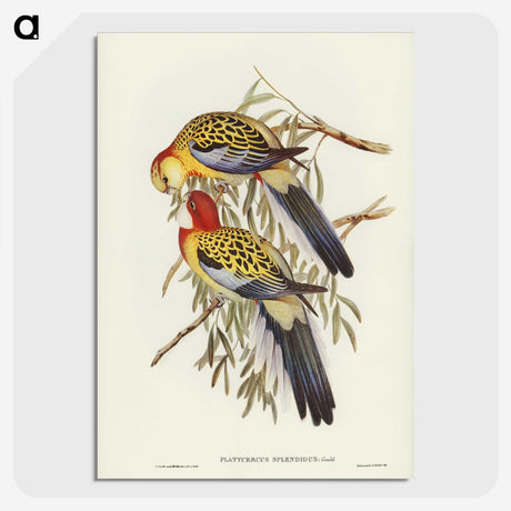 2-50_John-Gould_picture-crop