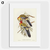 2-50_John-Gould_picture