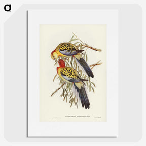 2-50_John-Gould_picture