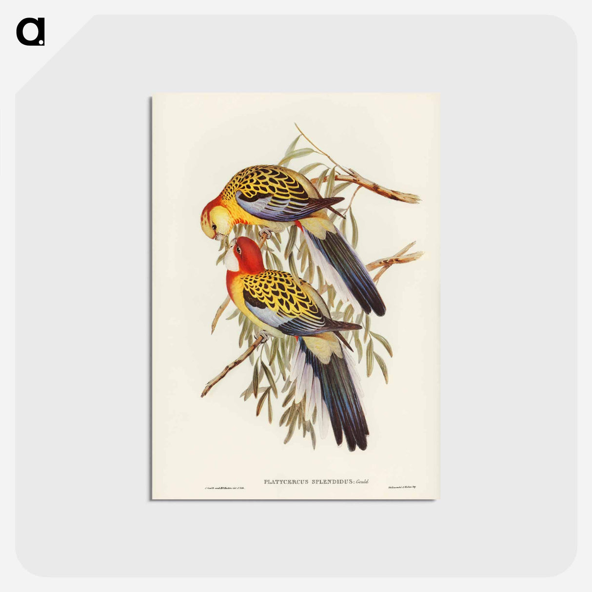 アートポストカード-Splendid Parakeet
 - ジョン グールド Postcard.