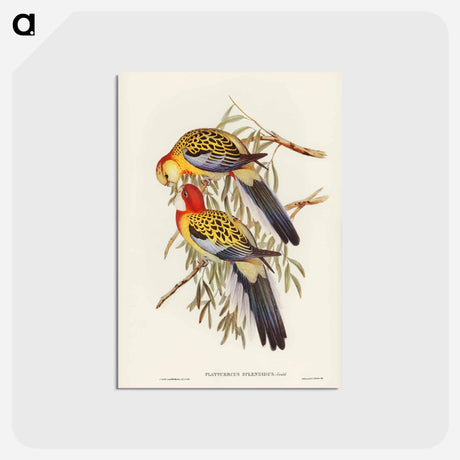 アートポストカード-Splendid Parakeet
 - ジョン グールド Postcard.