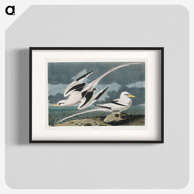 2-50_John-James-Audubon_blk