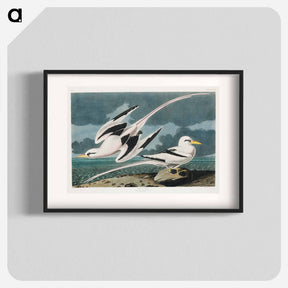 アートポスター-Tropic Bird
 - ジョン ジェームス オーデュボン Poster.