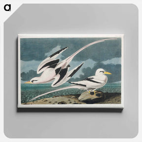 アートパネル-Tropic Bird
 - ジョン ジェームス オーデュボン Canvas.