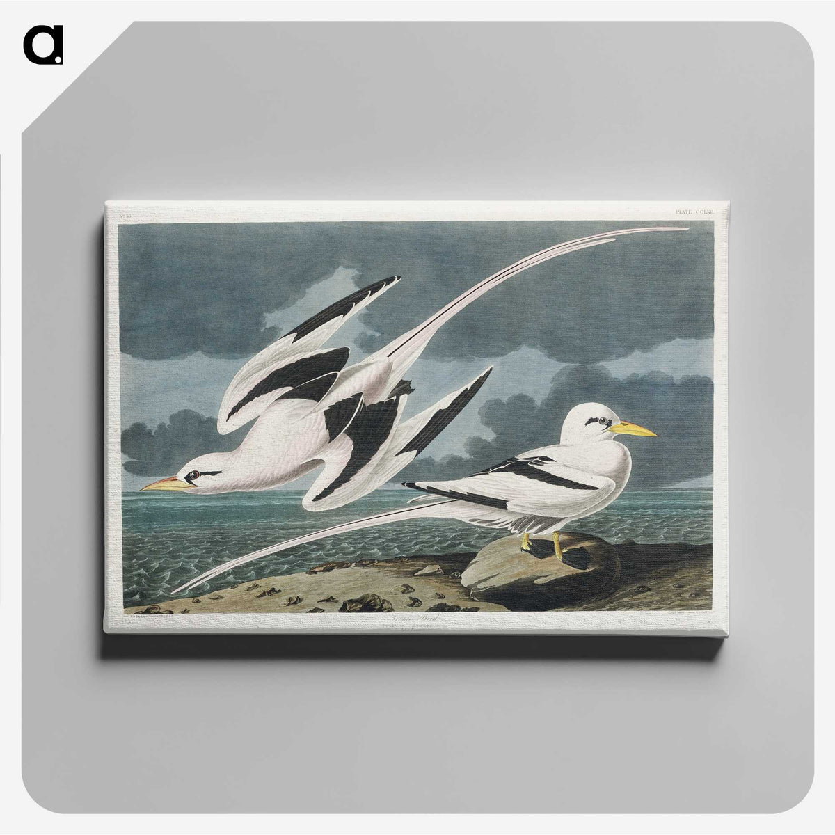 2-50_John-James-Audubon_canvas